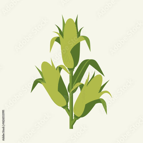Three ripe yellow corn cobs with green husks and stalks on a pale background