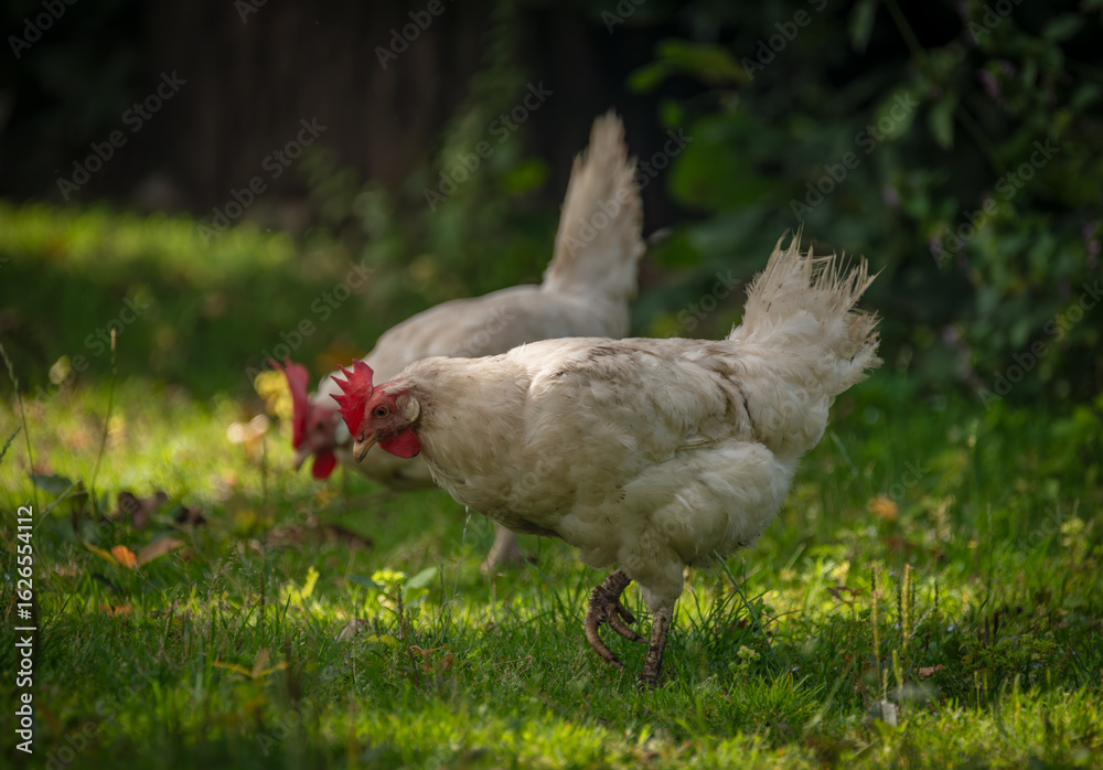Fototapeta premium Hens in green grass in hot sunny summer day