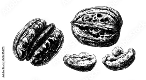 Walnuts in a hand-drawn sketch style, symbolizing organic and healthy food, are best utilized in package and food design due to their modern and clean appearance, isolated on a white background