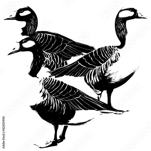 Modern cartoon waterfowl poultry featuring a set of greylag geese
