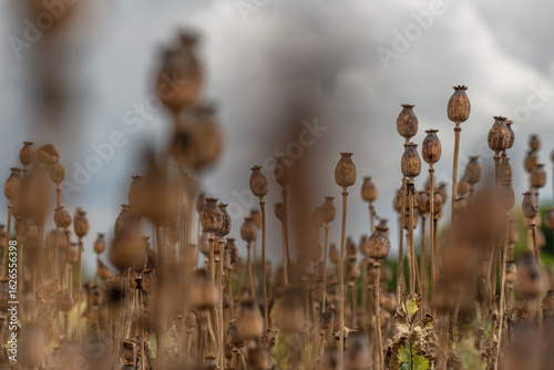 Poppy head flower dry ripened on dark summer day field
