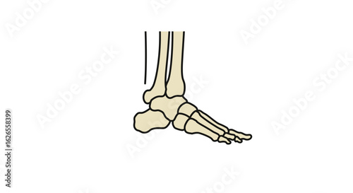 Anatomical Illustration of a Human Foot Skeleton with Tibia and Fibula Bones