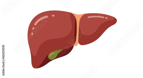 Colorful Illustration of a Human Liver with Gallbladder