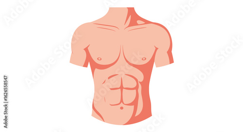 Defined Male Torso Illustration:  Anatomical Study of Abdominal Muscles and Chest