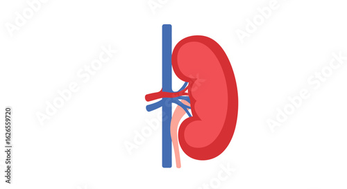 Stylized Human Kidney with Renal Artery and Vein Illustration