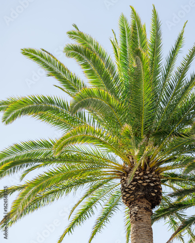 palm tree on blue sky