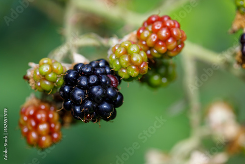 Unripe and Ripe Blackberries on Thorny Stems