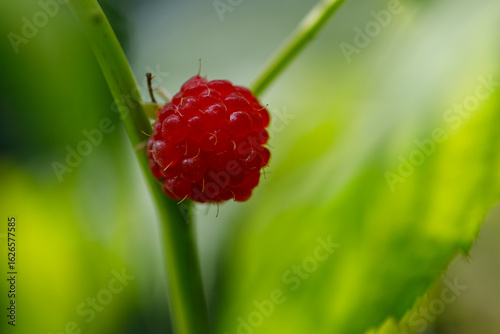 Single Red Raspberry on Stem