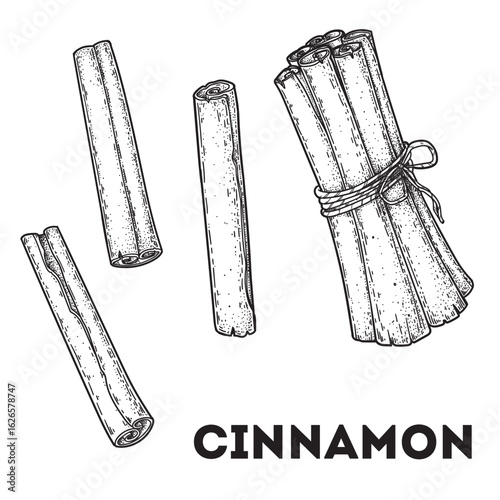 Hand drawn cinnamon sticks. Vector illustration. Cinnamon sticks sketch. Kitchen spice.