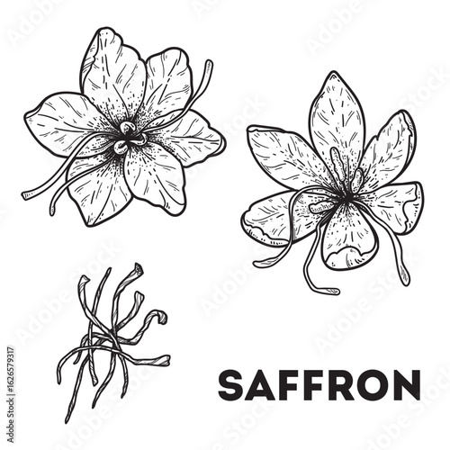Saffron sketch. Hand drawn vector illustration. Saffron flower, crocus, leaf. Kitchen spice