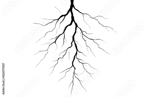 Black silhouette of tree roots growing on transparent background