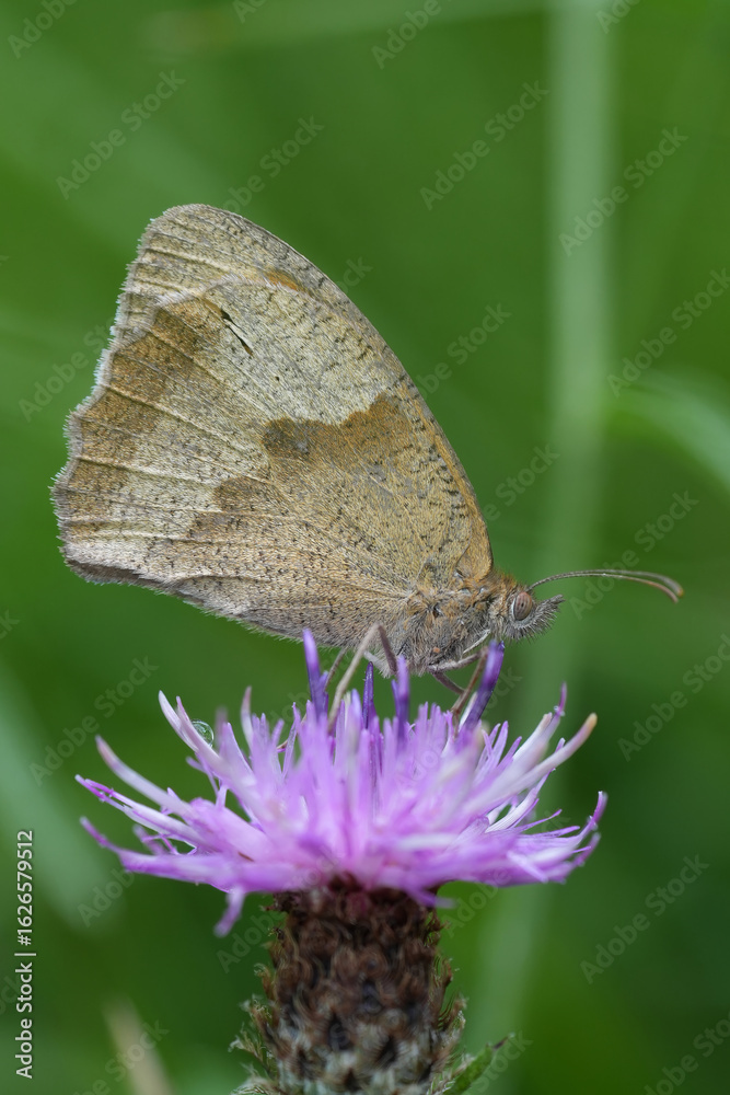 Obraz premium Vertical closeup on a Meadow Brown butterfly, Maniola jurtina with closed wings