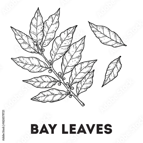 Bay leaf sketch. Hand drawn vector illustration. Kitchen spice