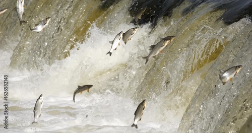 4K - Many fish jump over the river waterfall. Slow-mo