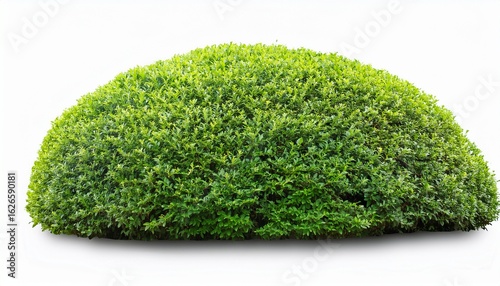 a large shrubs or green bush isolated on white or white background natural small leaf
