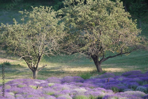 lavender field with trees
