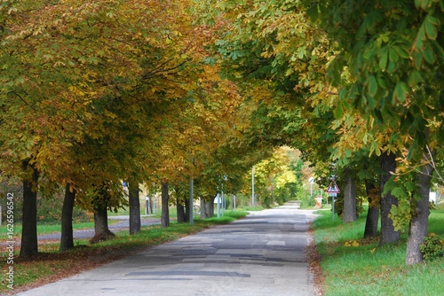 path in autumn park