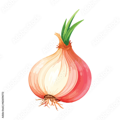 onion isolated on white