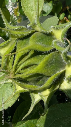 Sonnenblume