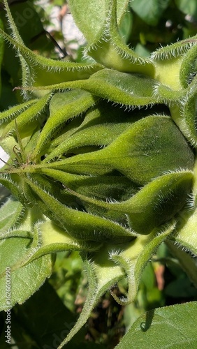 Sonnenblume