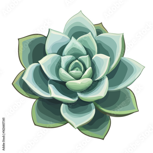 Echeveria, flat style 2D vector image, isolated on a white background