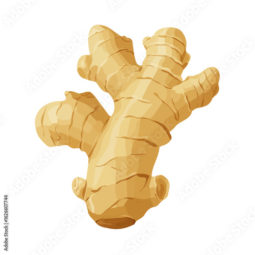 Minimal flat vector of a Ginger Root, 2D icon-style illustration on white background