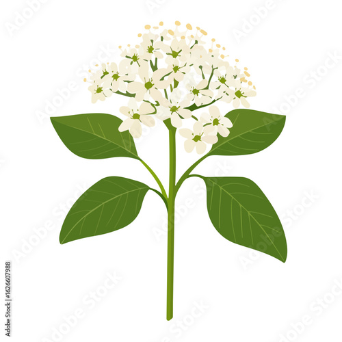 Elder Flower, flat style 2D vector image, isolated on a white background
