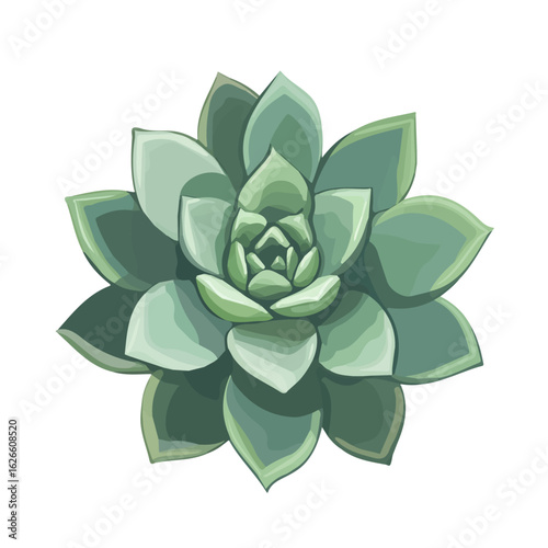 Echeveria, flat style 2D vector image, isolated on a white background