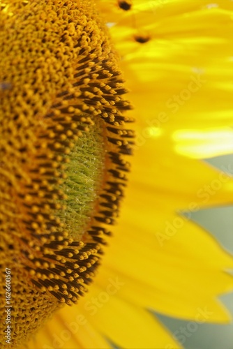 sunflower close up