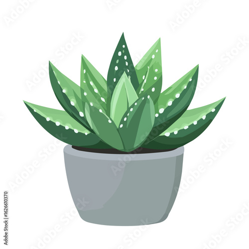 2D flat vector illustration of a Haworthia in icon style, isolated on white background