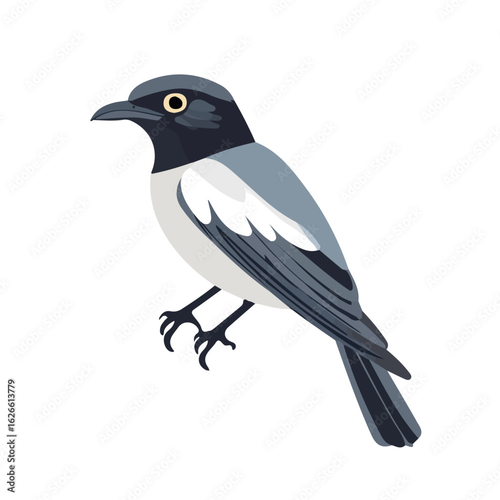 Fototapeta premium Minimal flat vector of a Cuckooshrike, 2D icon-style illustration on white background