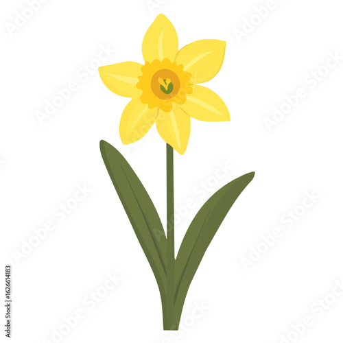 Minimal flat vector of a Daffodil, 2D icon-style illustration on white background