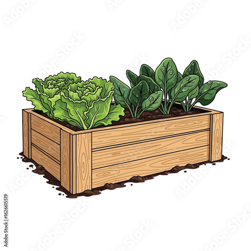 Wooden raised garden bed filled with fresh lettuce and spinach.