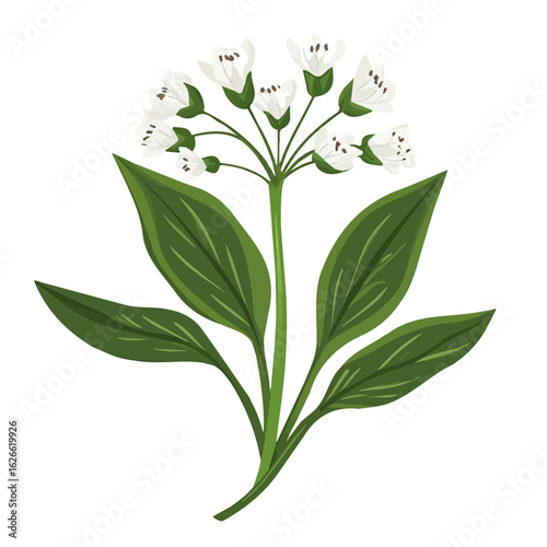 Wild Garlic, flat style 2D vector image, isolated on a white background