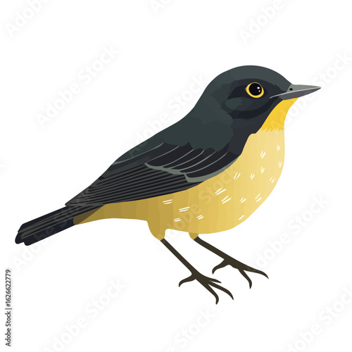 Warbler, flat style 2D vector image, isolated on a white background