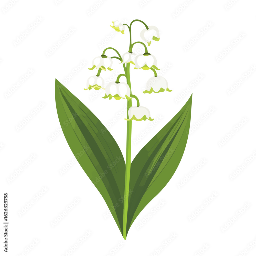 Fototapeta premium 2D flat vector illustration of a Lily Of The Valley in icon style, isolated on white background