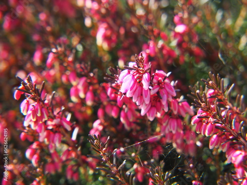Foto Pink spring flowers of Erica carnea 'Vivellii' in soft sunlight