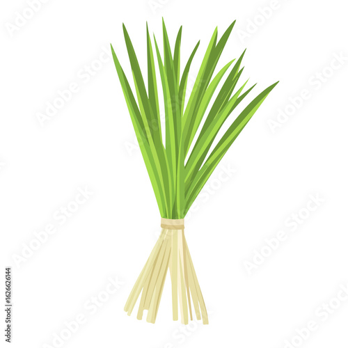 Lemongrass, flat style 2D vector image, isolated on a white background
