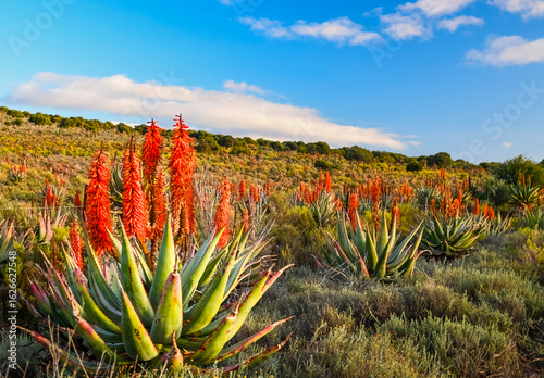 Fotografie A Klein Karoo roadside garden.