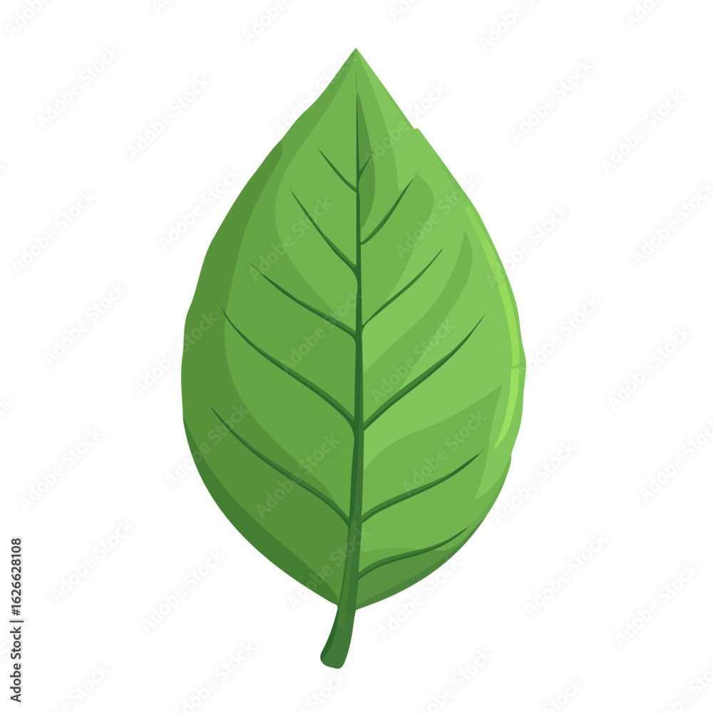 Obraz premium Laceleaf, flat style 2D vector image, isolated on a white background