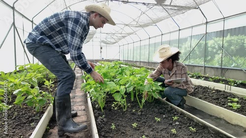 Gardener inspects and records quality of green lettuce in greenhouse cultivation. Horticulture farmer harvest healthy nutrition organic salad vegetables on hydroponic farm