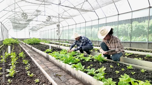 Gardener inspects and records quality of green lettuce in greenhouse cultivation. Horticulture farmer harvest healthy nutrition organic salad vegetables on hydroponic farm