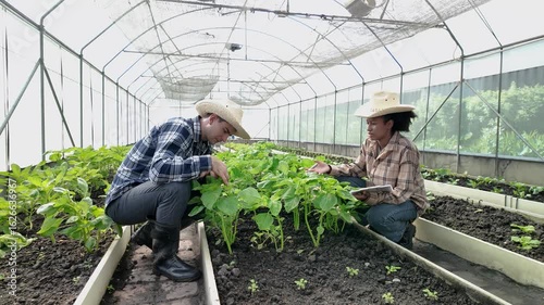 Gardener inspects and records quality of green lettuce in greenhouse cultivation. Horticulture farmer harvest healthy nutrition organic salad vegetables on hydroponic farm