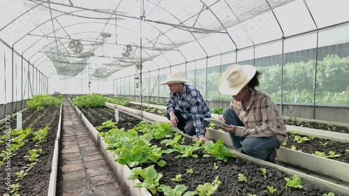 Gardener inspects and records quality of green lettuce in greenhouse cultivation. Horticulture farmer harvest healthy nutrition organic salad vegetables on hydroponic farm