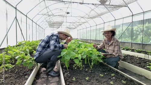 Gardener inspects and records quality of green lettuce in greenhouse cultivation. Horticulture farmer harvest healthy nutrition organic salad vegetables on hydroponic farm