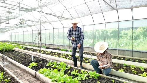 Gardener inspects and records quality of green lettuce in greenhouse cultivation. Horticulture farmer harvest healthy nutrition organic salad vegetables on hydroponic farm