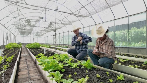 Gardener inspects and records quality of green lettuce in greenhouse cultivation. Horticulture farmer harvest healthy nutrition organic salad vegetables on hydroponic farm
