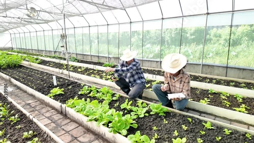 Gardener inspects and records quality of green lettuce in greenhouse cultivation. Horticulture farmer harvest healthy nutrition organic salad vegetables on hydroponic farm