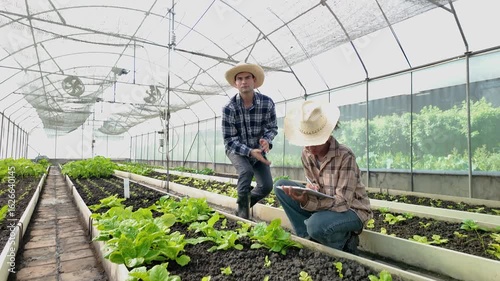 Gardener inspects and records quality of green lettuce in greenhouse cultivation. Horticulture farmer harvest healthy nutrition organic salad vegetables on hydroponic farm