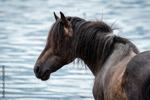 portrait of a new forest horse